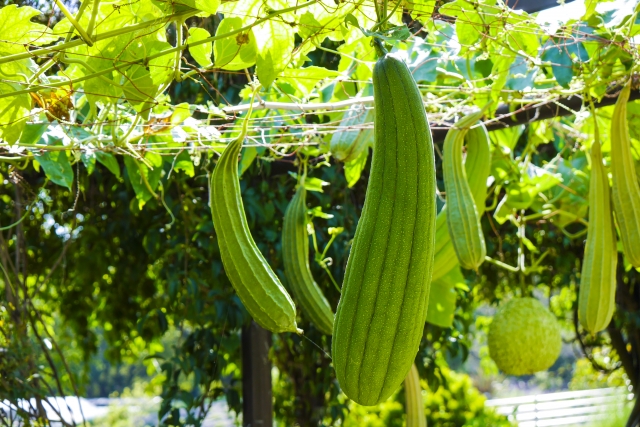 食器洗いには汚れも落ちてエコにもなるヘチマたわしがオススメ 家事をサボって楽しく生きよう